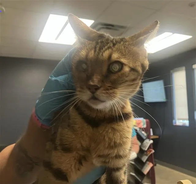 An adult small-sized female Bengal cat named Coco for adoption in San Antonio, TX