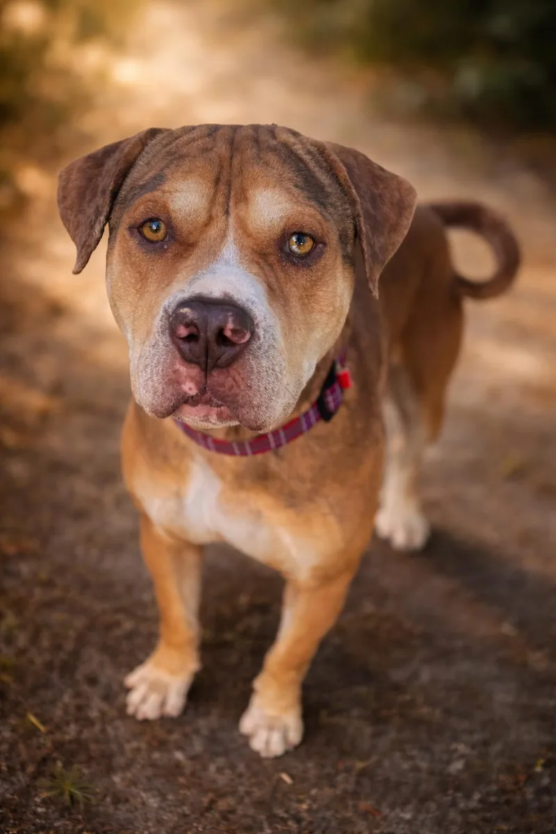 Gus