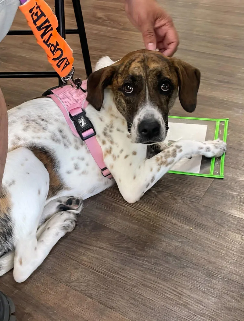 A young medium-sized female Catahoula Leopard Dog dog named Patches for adoption in Gun Barrel City, TX