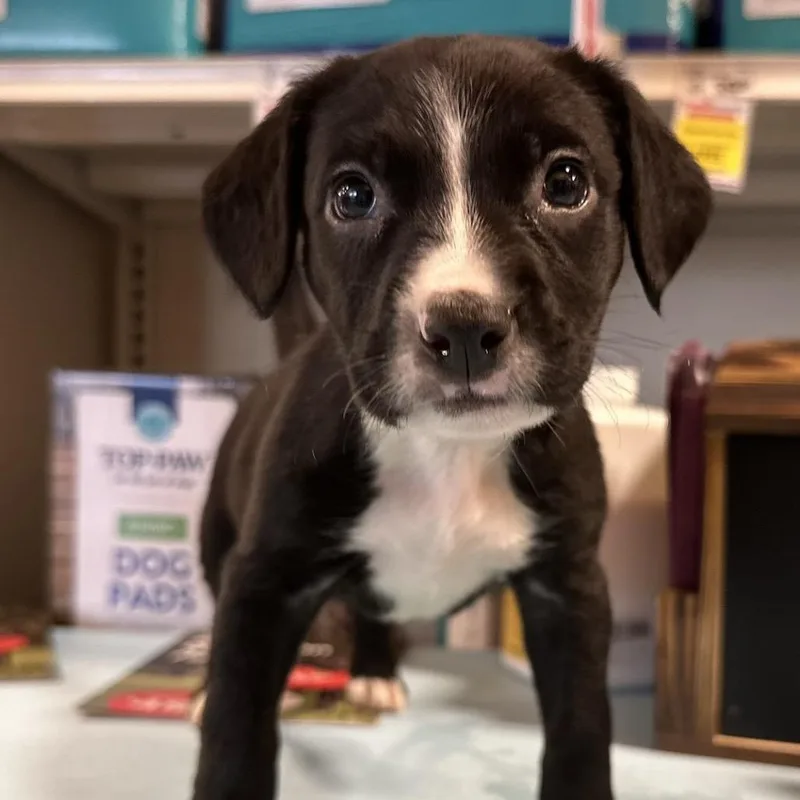 A baby medium-sized female Black Pit Bull Terrier dog named Jellybean for adoption in Kissimmee, FL
