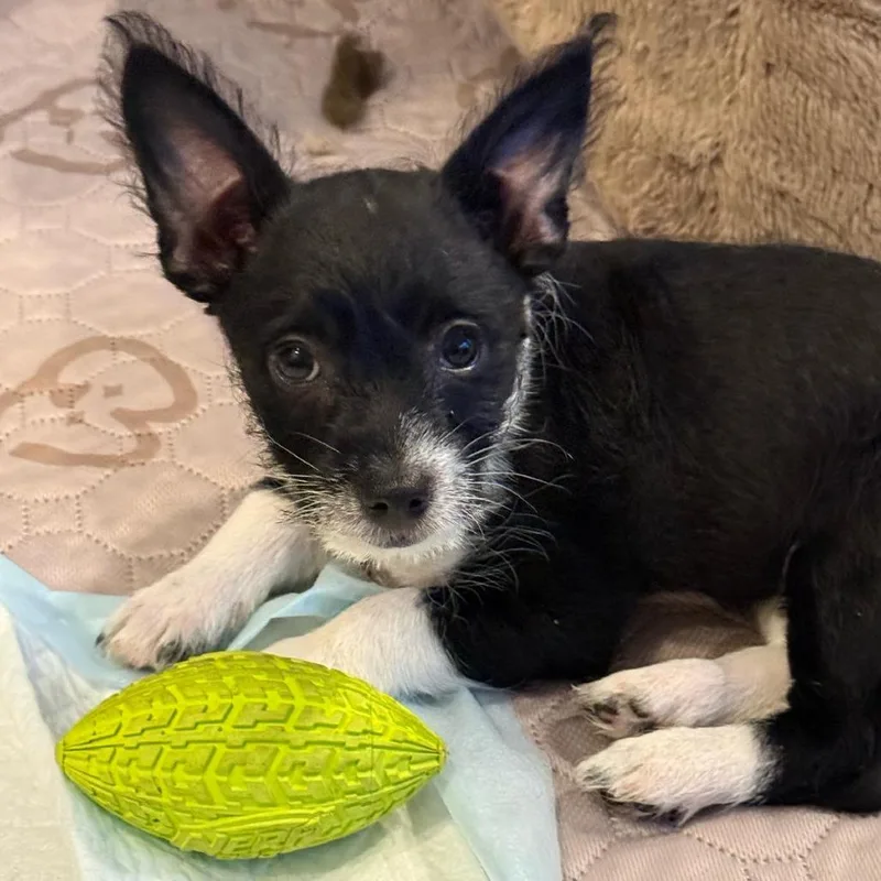 A baby small-sized female Black Poodle dog named Boots for adoption in San Diego, CA