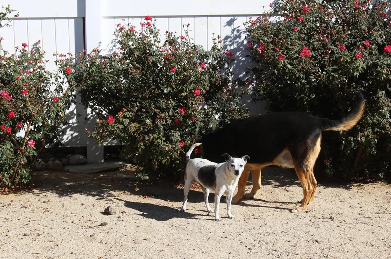 A senior medium-sized female Harlequin Chihuahua dog named Sally for adoption in Yucca Valley, CA