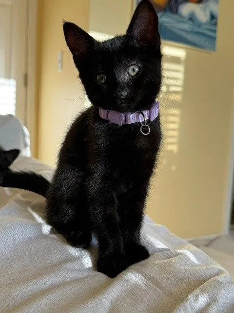 A baby medium-sized female Black Domestic Short Hair cat named Kali for adoption in St. Helens, OR