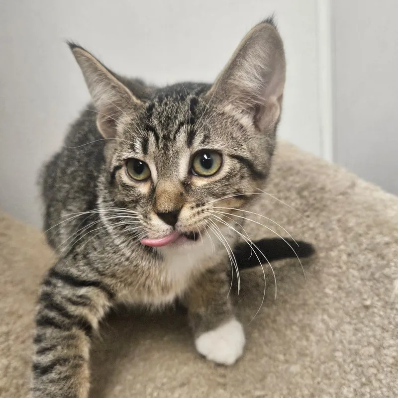 A baby small-sized male Brown / Chocolate Domestic Short Hair cat named Max for adoption in Grantsville, UT