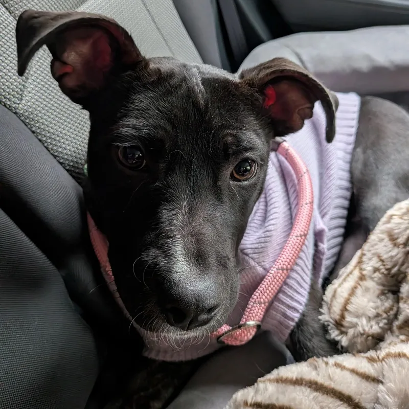 A baby medium-sized female Mixed Breed dog named Gypsy for adoption in Huntington, NY