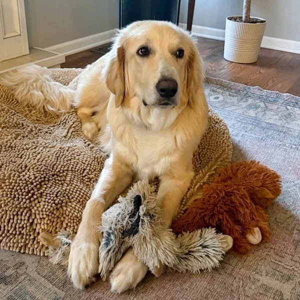 A young medium-sized male Golden Retriever dog named Milo for adoption in Des Moines, IA