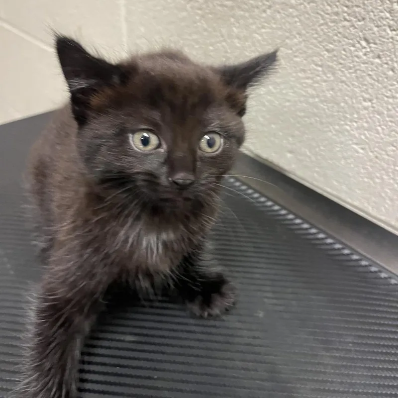 A baby small-sized female Domestic Short Hair cat named Charlotte for adoption in Bristol, IN