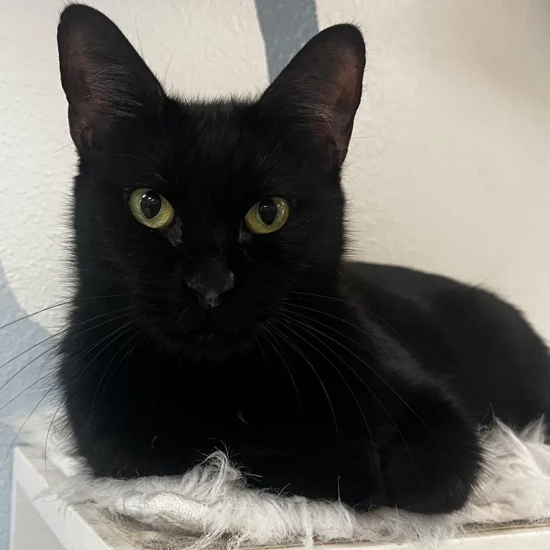 An adult large-sized female Black Domestic Short Hair cat named Booger for adoption in Yucca Valley, CA