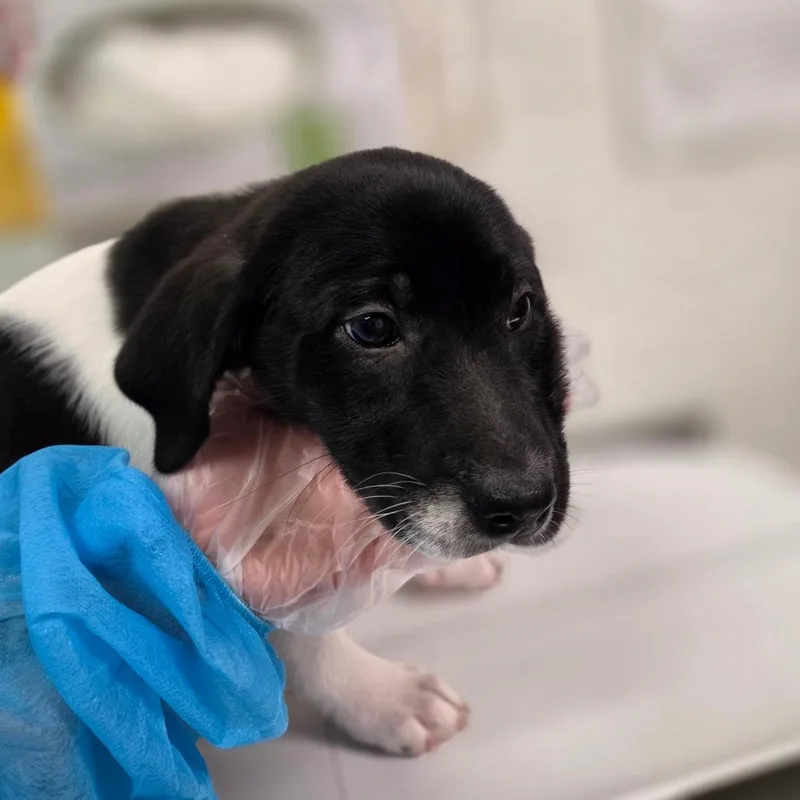 A baby small-sized female White / Cream Mixed Breed dog named Vitelotte for adoption in Charleston, WV