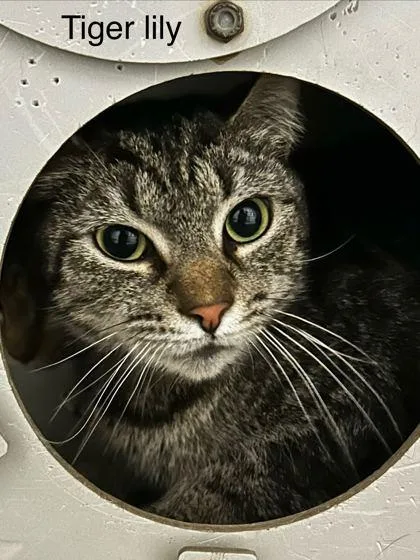 An adult small-sized female Domestic Short Hair cat named Tiger Lily for adoption in Spruce Pine, NC