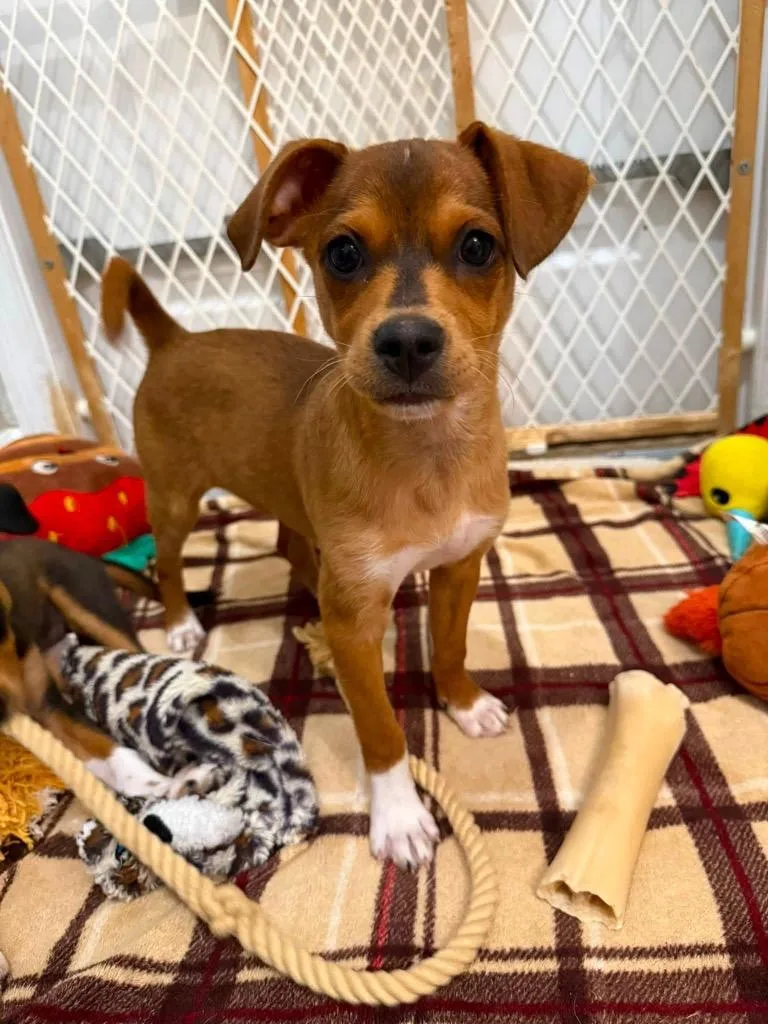 A baby medium-sized female Terrier dog named Sienna for adoption in Orlando, FL