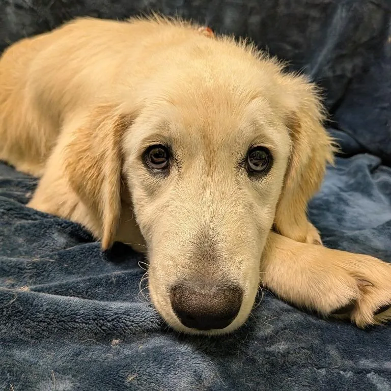 A baby medium-sized female Golden Retriever dog named Rainbow for adoption in Logan, UT