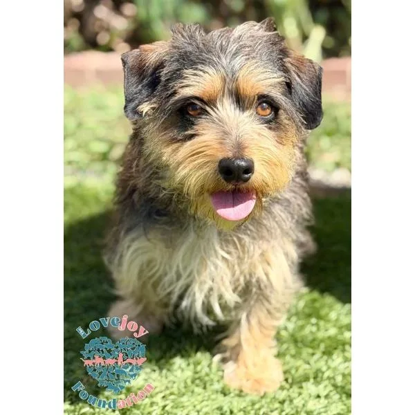 A young small-sized male Black Schnoodle dog named Big Foot Coh for adoption in Inglewood, CA
