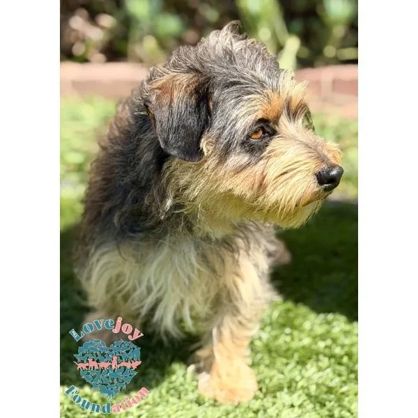 Big Foot Coh thumbnail 2