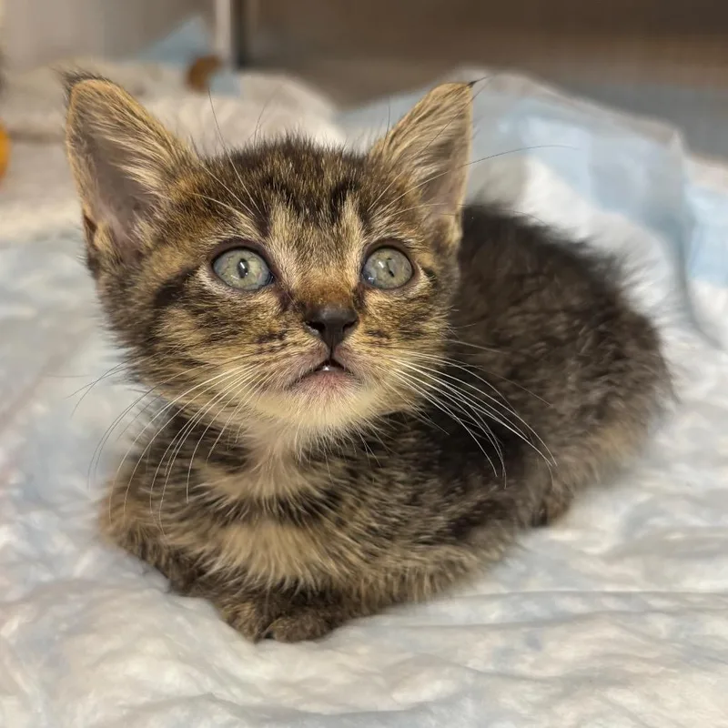 A baby small-sized female Black Domestic Short Hair cat named Sam for adoption in West Palm Beach, FL