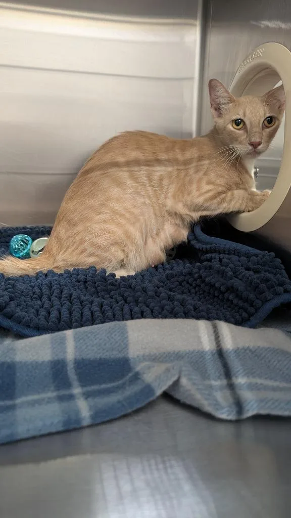 A young medium-sized female Domestic Short Hair cat named Betty for adoption in Seven Points, TX