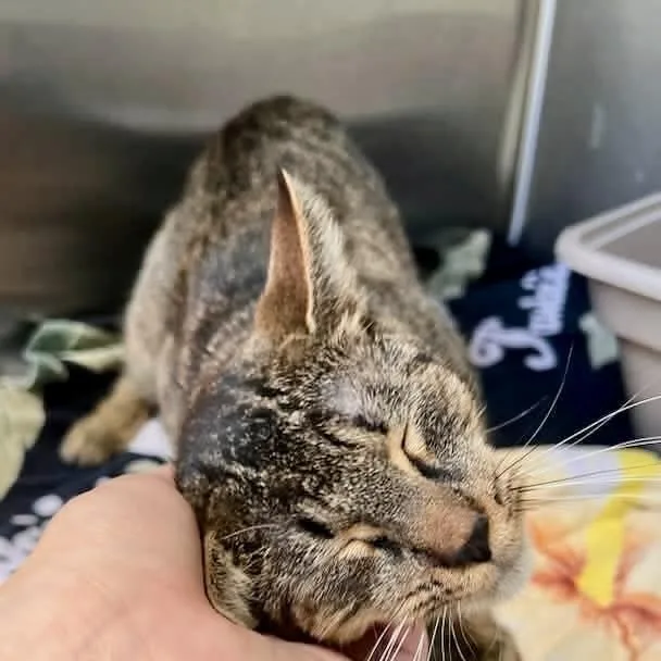 A young medium-sized female Tabby (Brown / Chocolate) Domestic Short Hair cat named Zelda for adoption in Alvin, TX