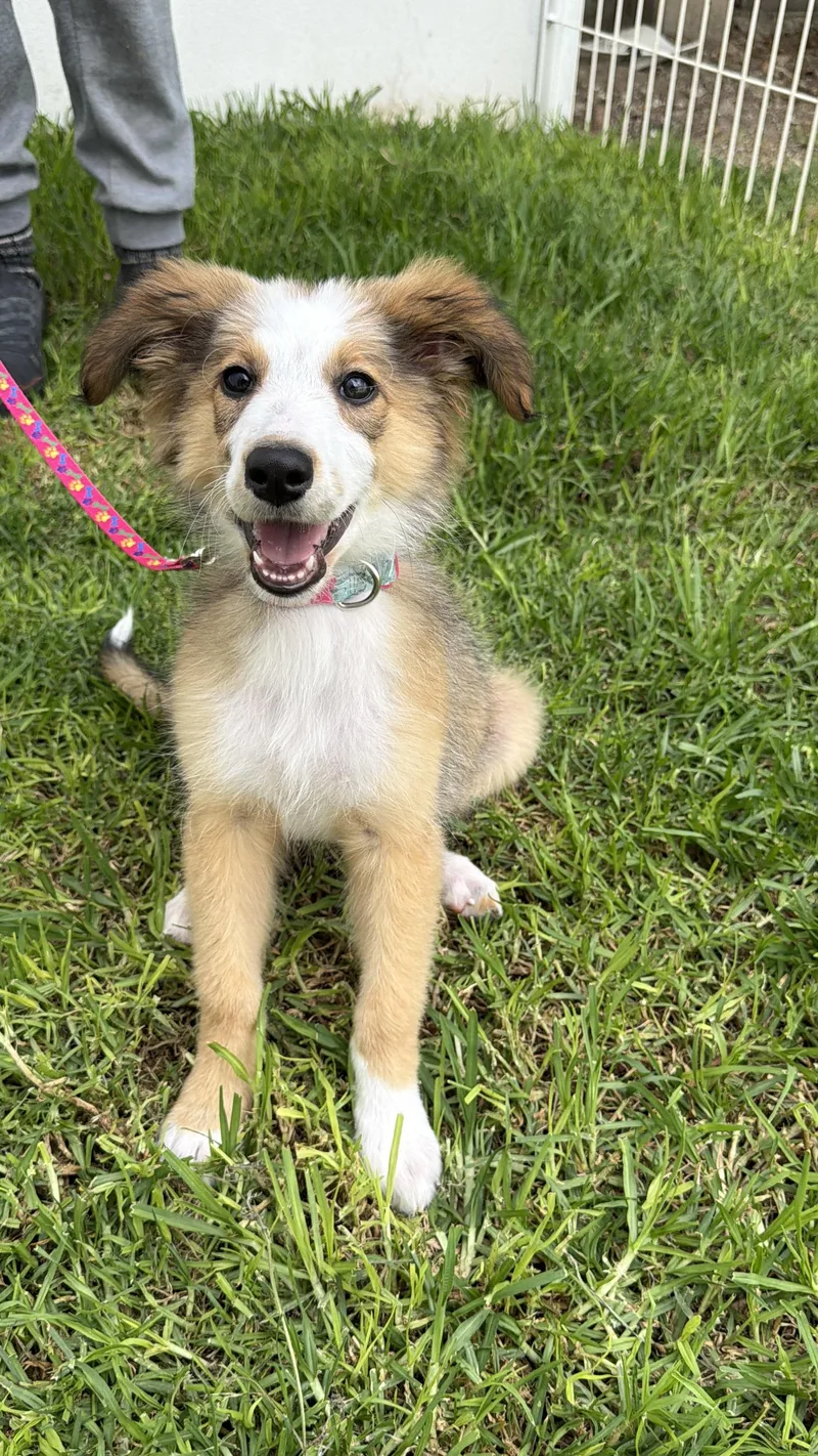 A baby medium-sized female Yellow / Tan / Blond / Fawn Shetland Sheepdog / Sheltie dog named Atenea for adoption in Manvel, TX