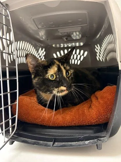 An adult medium-sized female Black Domestic Short Hair cat named Luna for adoption in Kansas City, MO