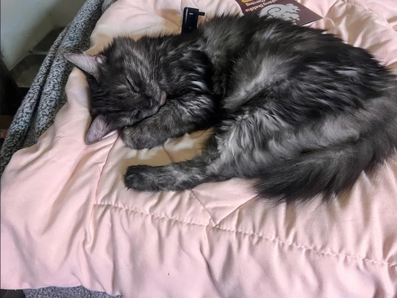 Simba