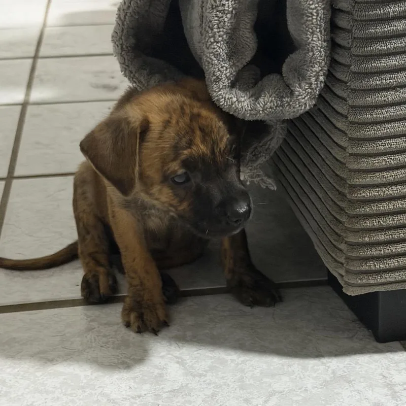 A baby medium-sized female Mixed Breed dog named Dutch for adoption in Frederiksted, VI