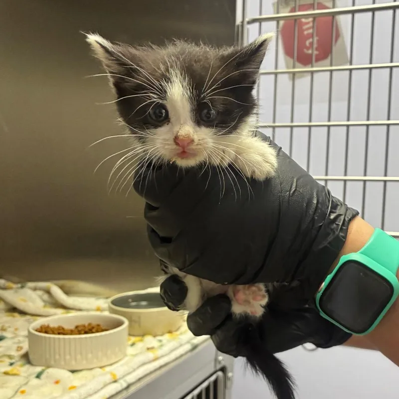 A baby small-sized female Domestic Short Hair cat named Tiptoe for adoption in Portage, MI