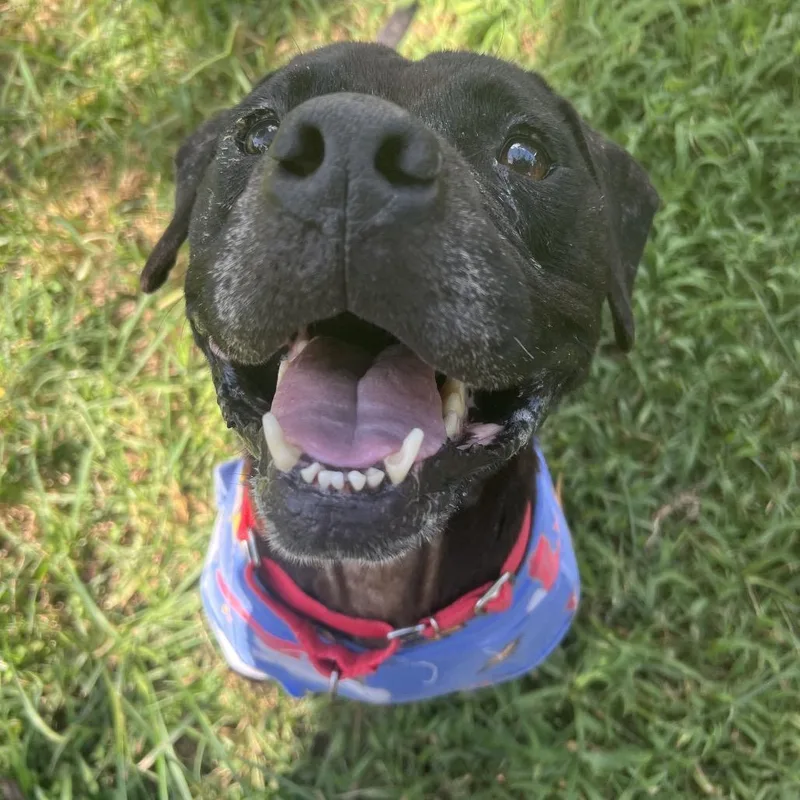 An adult medium-sized male Black Pit Bull Terrier dog named Dwight for adoption in Spring, TX