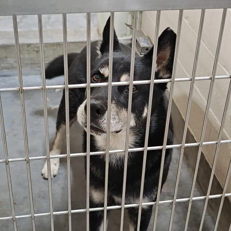 A senior large-sized male Black Husky dog named IEPAStray for adoption in Upland, CA
