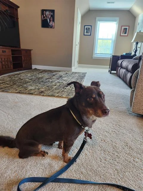 An adult small-sized female Mixed Breed dog named Mocha for adoption in Charlotte, NC