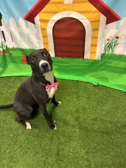 A young medium-sized female Pit Bull Terrier dog named Clover for adoption in Woodbine, GA