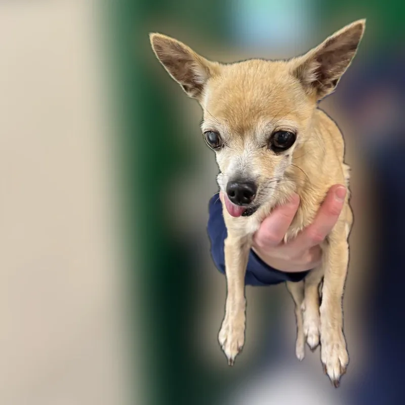 A senior small-sized female Yellow / Tan / Blond / Fawn Chihuahua dog named Mindy for adoption in Reno, NV