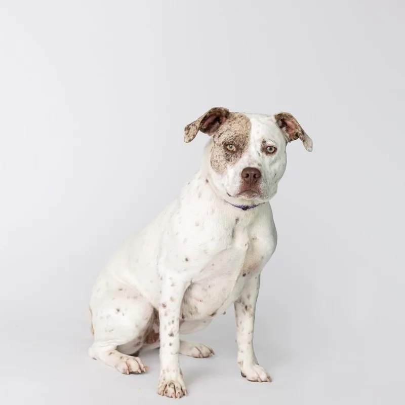 A young medium-sized female White / Cream Mixed Breed dog named Highland for adoption in Dearborn, MI