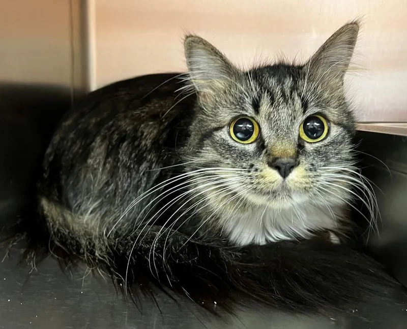 An adult medium-sized female Domestic Medium Hair cat named Shasta for adoption in Logan, UT
