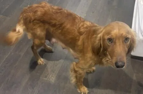 An adult medium-sized female Red / Chestnut / Orange Golden Retriever dog named Sadie for adoption in Dallas, TX