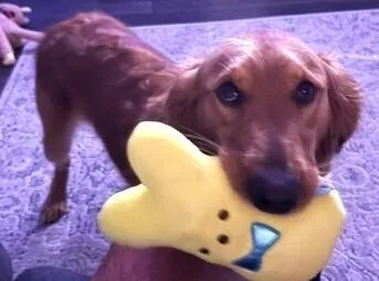 Sadie thumbnail 4