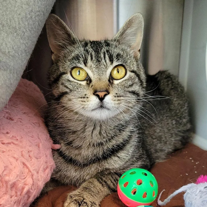 A young medium-sized female Brown / Chocolate Domestic Short Hair cat named Blossom for adoption in Nashville, IN