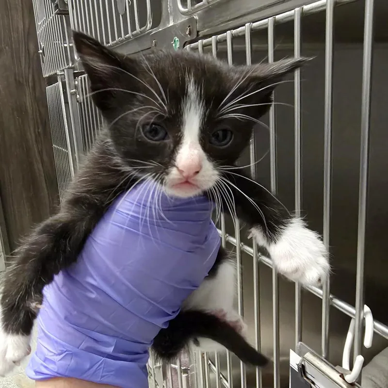 A baby small-sized female Black Domestic Short Hair cat named Wild Berry for adoption in Hinsdale, IL
