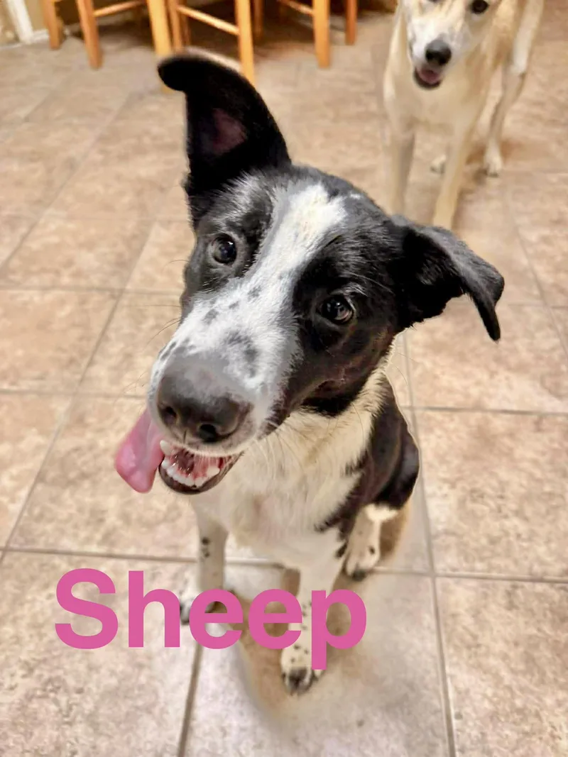 Sheep thumbnail 3