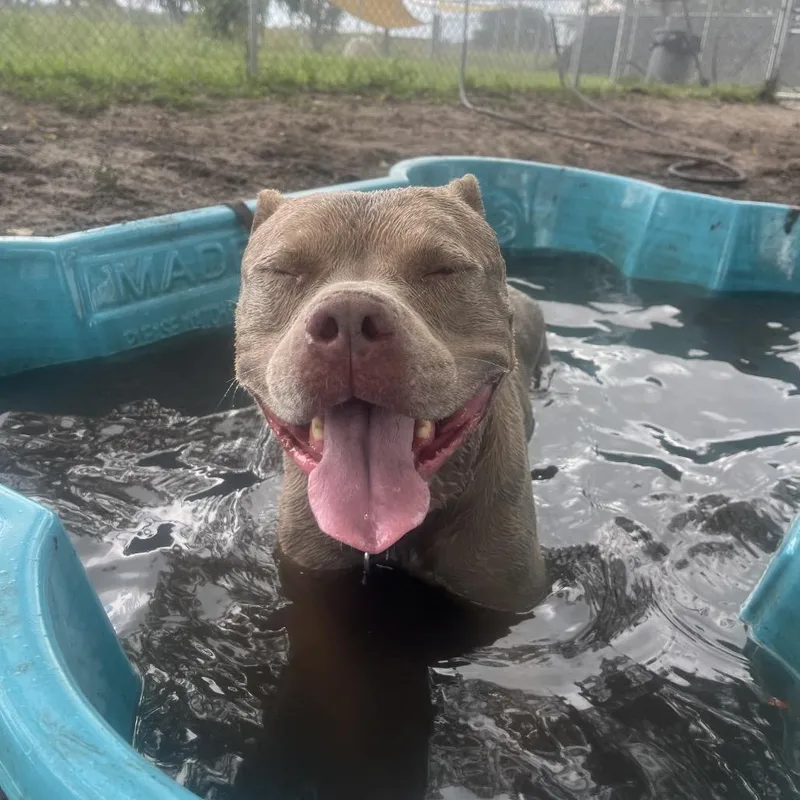 An adult large-sized male Yellow / Tan / Blond / Fawn Mixed Breed dog named Walker for adoption in Lake Panasoffkee, FL