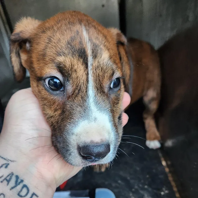 A baby small-sized male Pit Bull Terrier dog named Buzz for adoption in Birmingham, AL