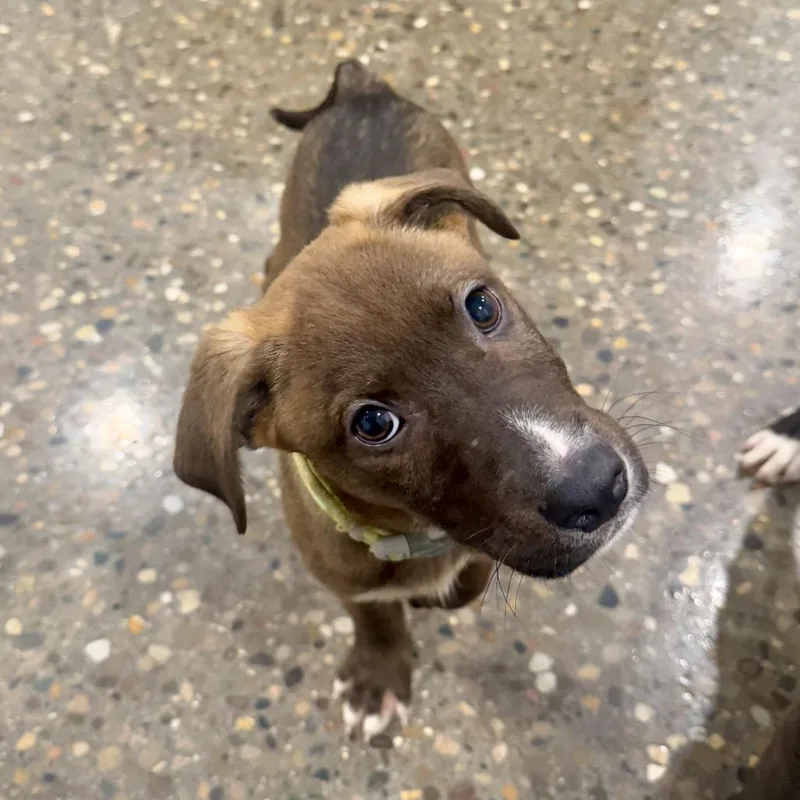 A baby small-sized male Brown / Chocolate Labrador Retriever dog named Surfboard for adoption in Louisville, KY