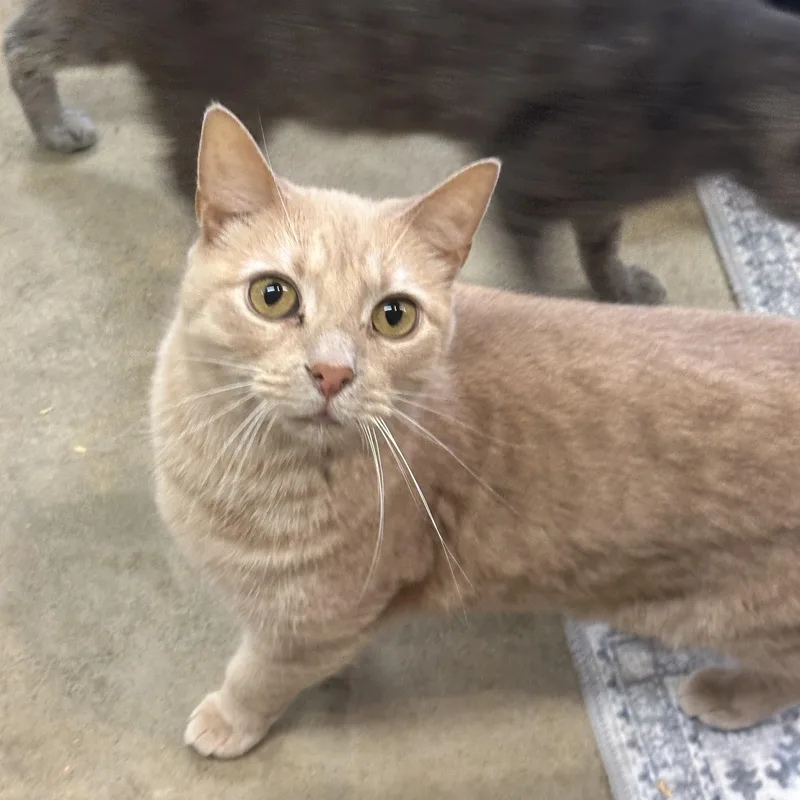 An adult medium-sized female Buff / Tan / Fawn Domestic Short Hair cat named Chrissy for adoption in Kent, OH