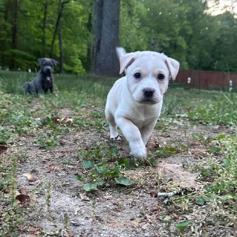 A baby medium-sized female Brown / Chocolate Mixed Breed dog named Poppy for adoption in Fredericksburg, VA