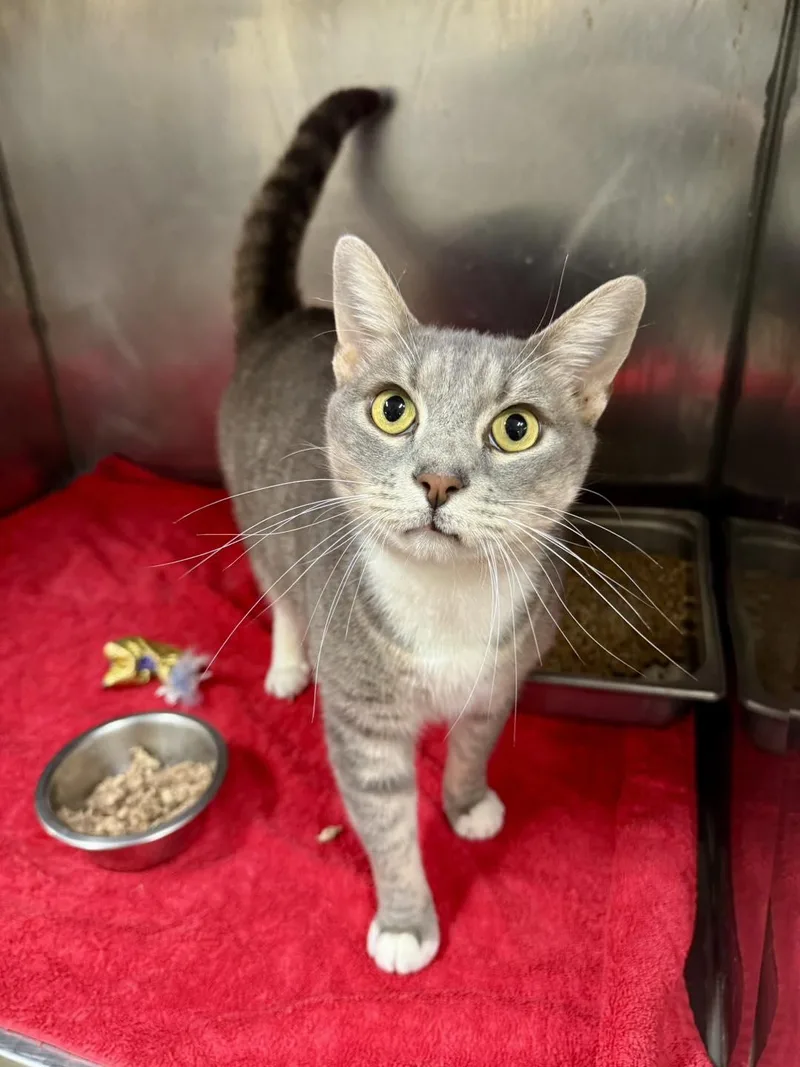 An adult large-sized male Tabby (Gray / Blue / Silver) Domestic Short Hair cat named Riccardo for adoption in Passaic, NJ