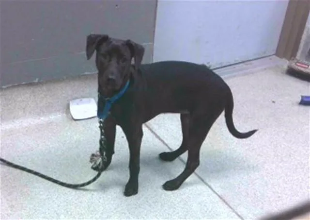 A young small-sized female Labrador Retriever dog named Fade for adoption in Tallahassee, FL