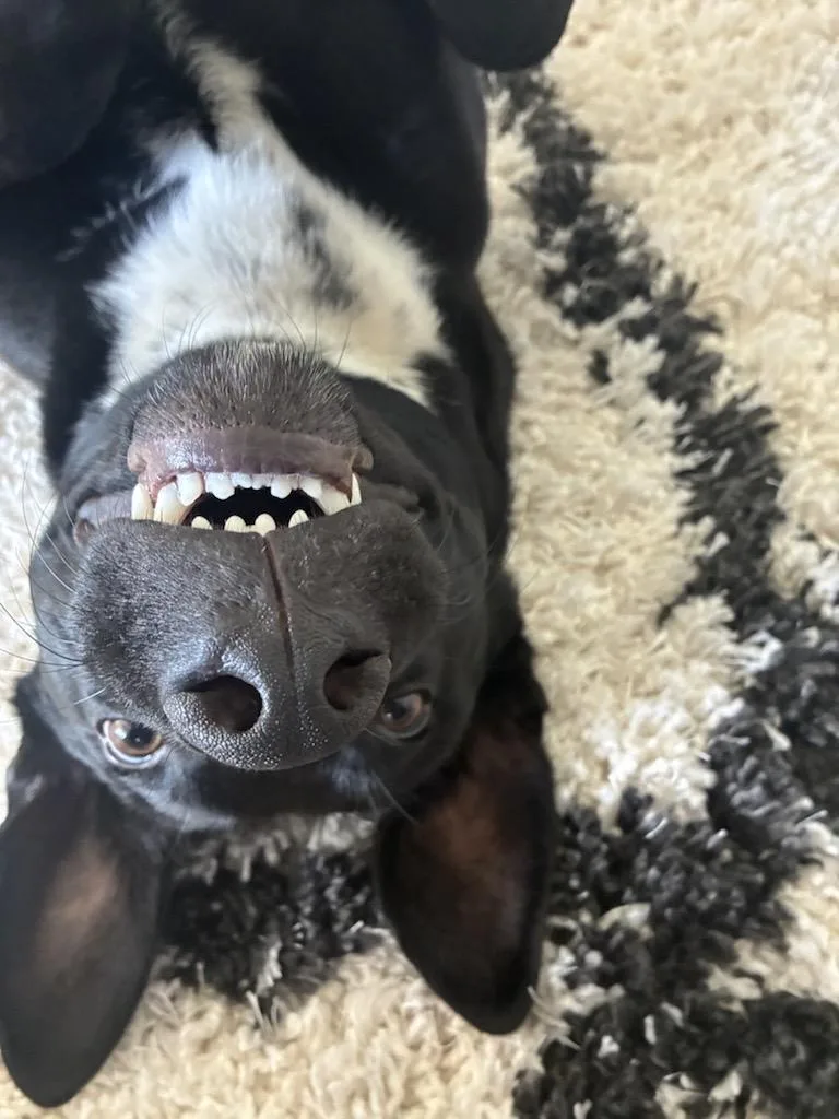 A young large-sized male Mixed Breed dog named Rocko for adoption in Farmington, MN