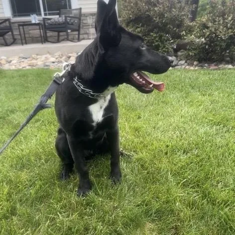 Rocko thumbnail 3