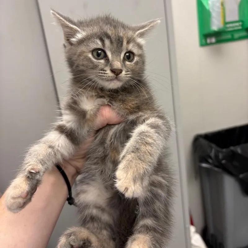 A baby small-sized female Gray / Blue / Silver Domestic Medium Hair cat named Rocket Pop for adoption in Columbiana, AL