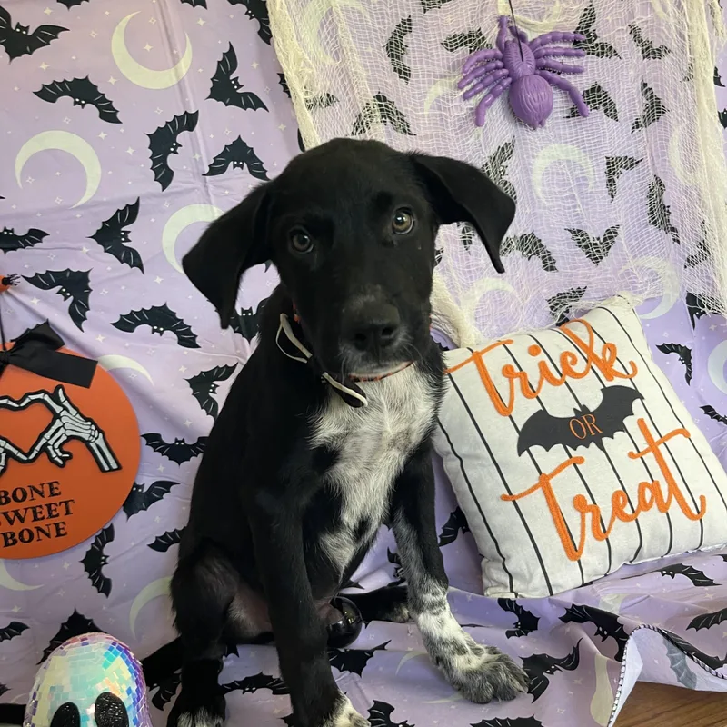 A baby medium-sized male Pointer dog named Spots for adoption in Sebring, FL