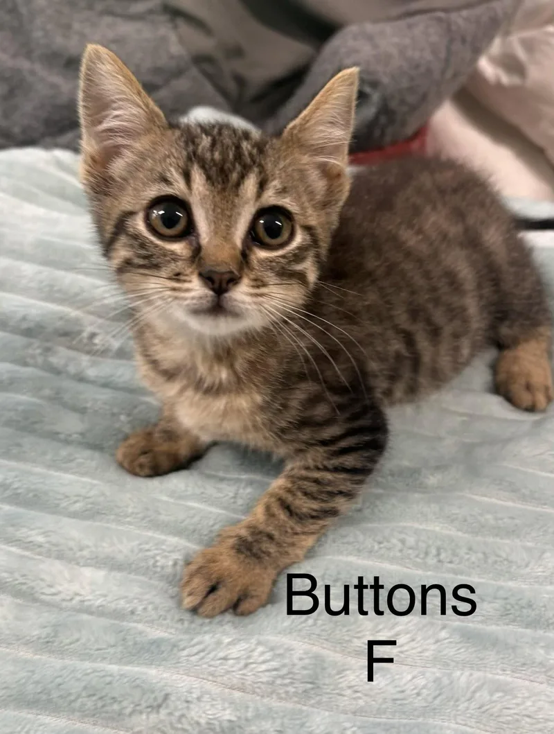 A baby medium-sized male Domestic Short Hair cat named Buttons for adoption in White Bluff, TN